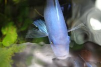 /album/fotogaljerjeja/metriaklima-kallajnos-bb-jpg/